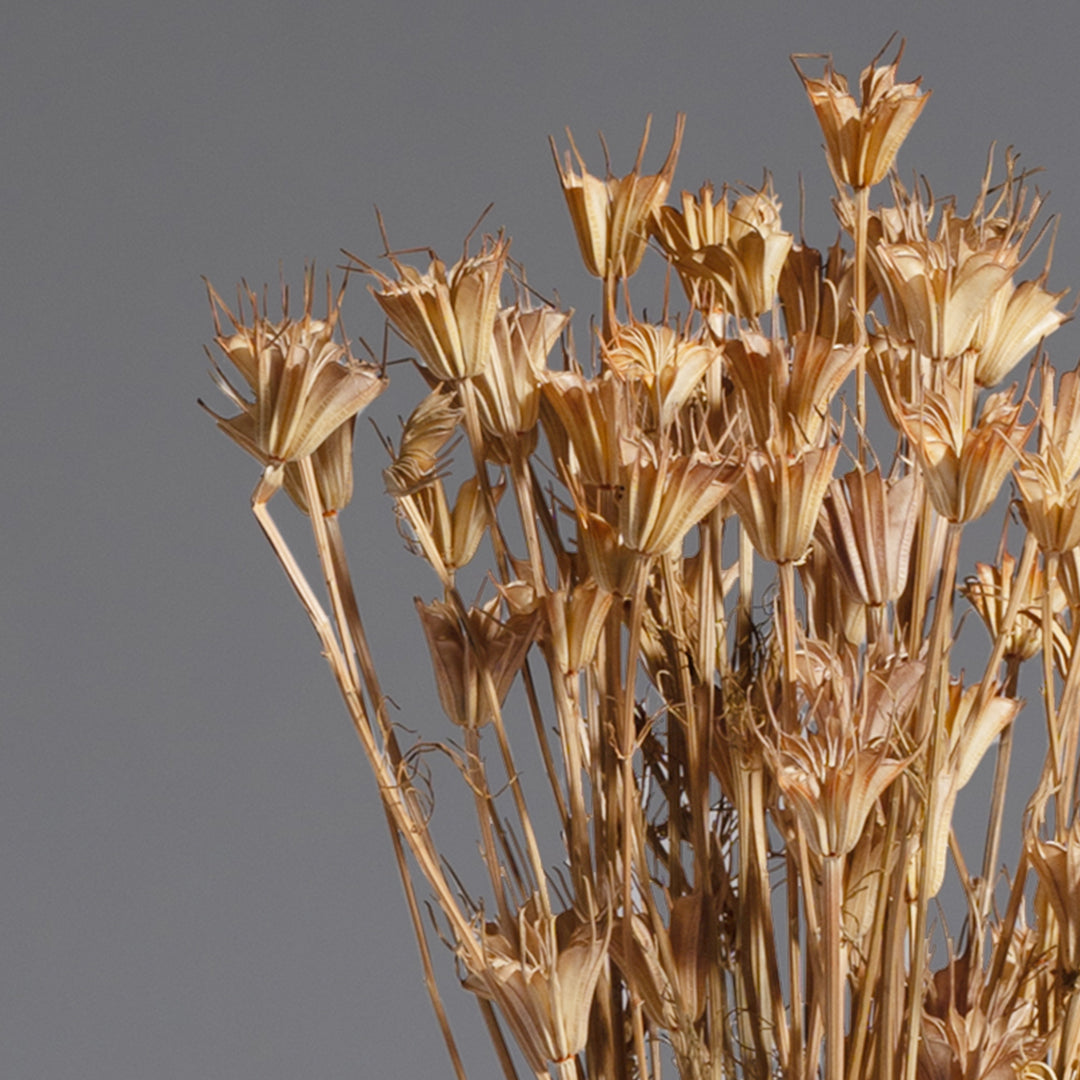 Nygel Dried Flowers