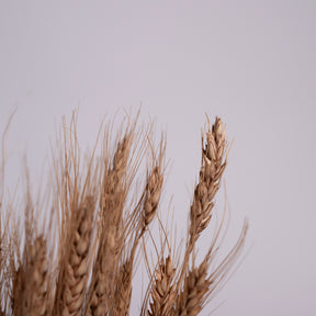 Grenora Dried Wheatgrass Stalks