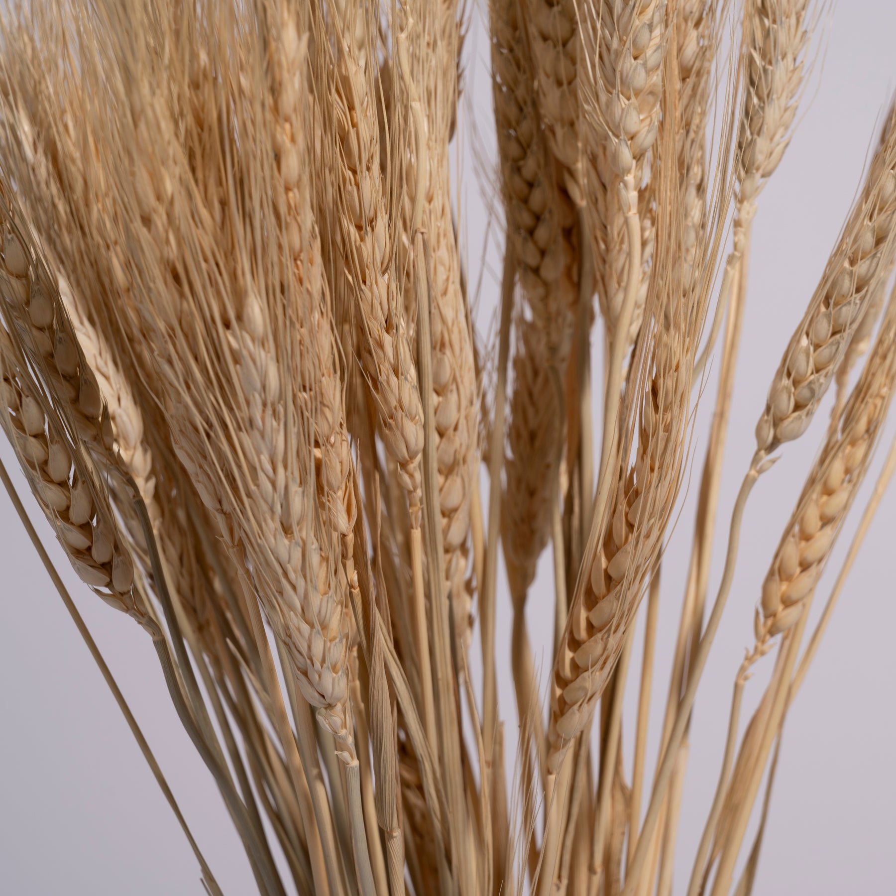 Grenora Dried Wheatgrass Stalks